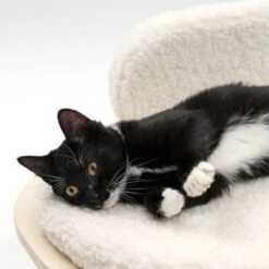 Modern Living Sofa Osaka 14 Modern Living Sofa Osaka -Meow Mart 342803 modern living osaka katze 0644 6