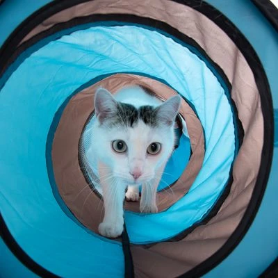 Connect 2-in-1 Cat Tunnel 8 Connect 2-in-1 Cat Tunnel - Image 6