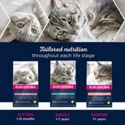 Eukanuba Healthy Start Kitten -Meow Mart eukanuba dcf life phases 8