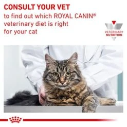Royal Canin Veterinary - Renal With Chicken -Meow Mart rc vet wet catrenchicktsig eretailkit b1 cv 7 med res basic 5